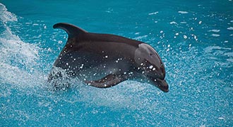 atraccions turístiques voltants sant pol de mar marineland catalunya