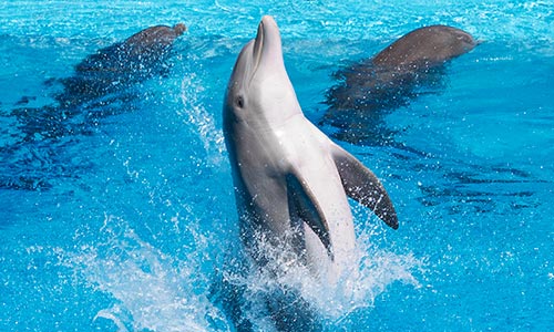  discover main dolphinariums catalonia information tourism marineland catalunya 
