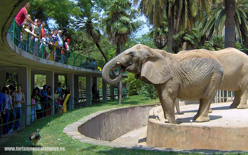 guide zoo barcelona parc citadelle zone éléphants afrique