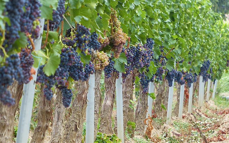 discover denominations origin wines Catalonia grenache grapes