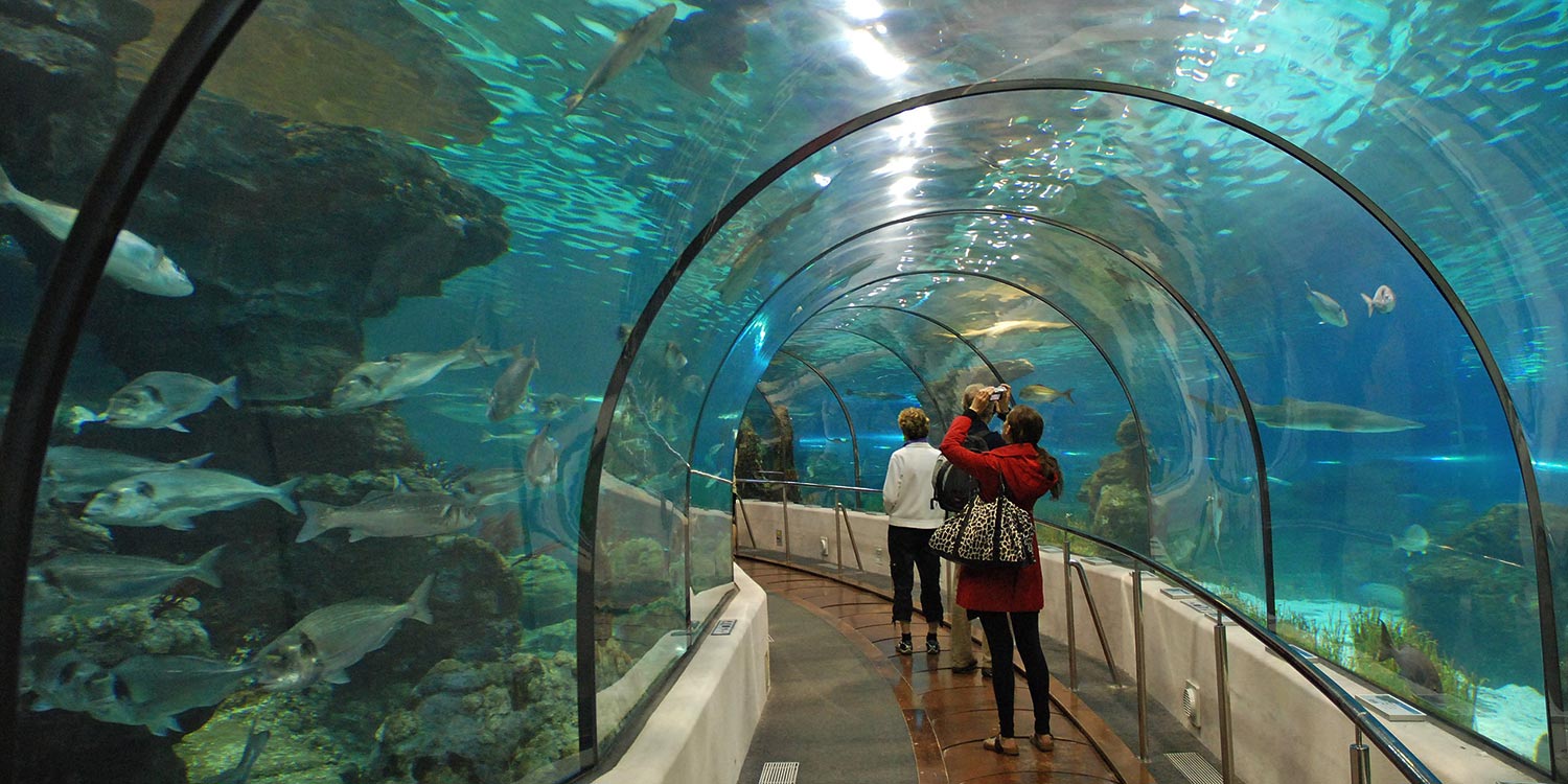 discover tunnel water tank Aquarium Barcelona Port Vell