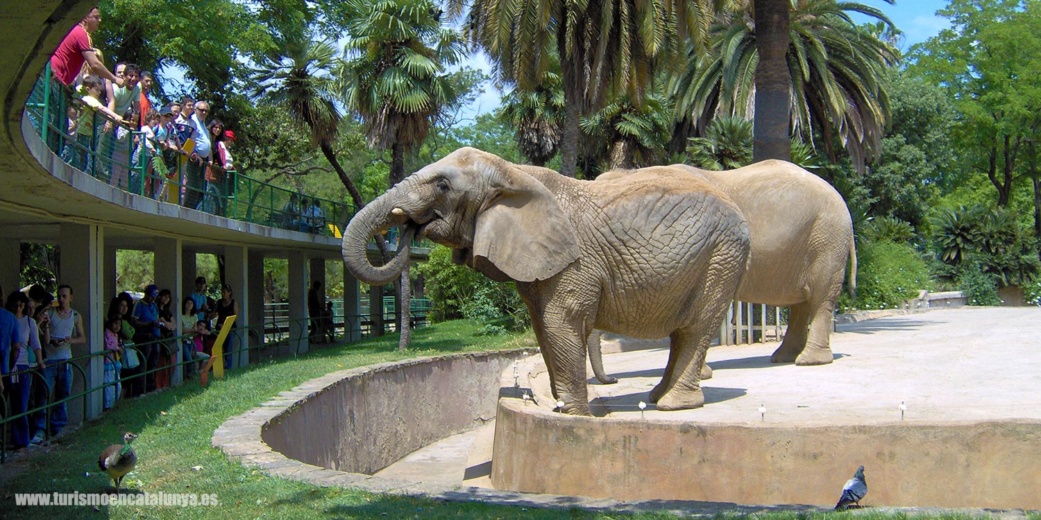 decouvrez parc zoologique barcelona espagne zone elephants